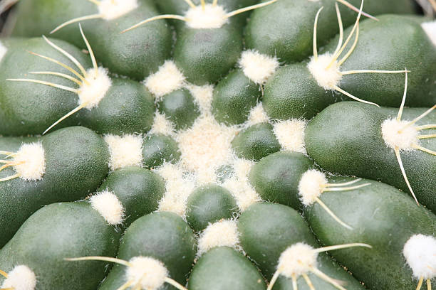 gymnocalycium cacti stock photo