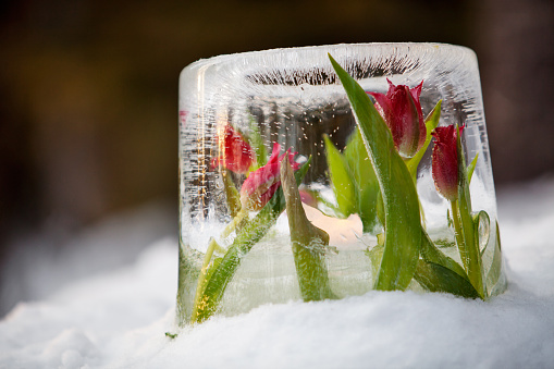 Ice lantern with red frozen tulips