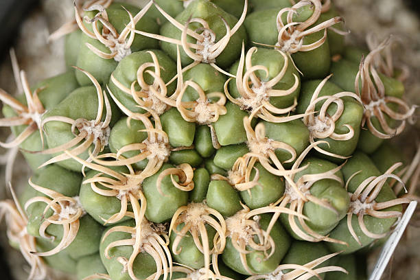 gymnocalycium cacti stock photo