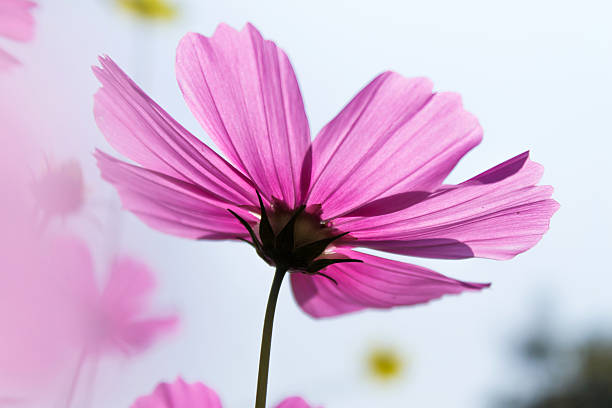 pétalos de rosa traslucent cosmos - rose pink bright simply fotografías e imágenes de stock