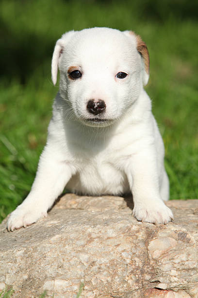 istock Adorable jack russell terrier puppy on some stone 518220383