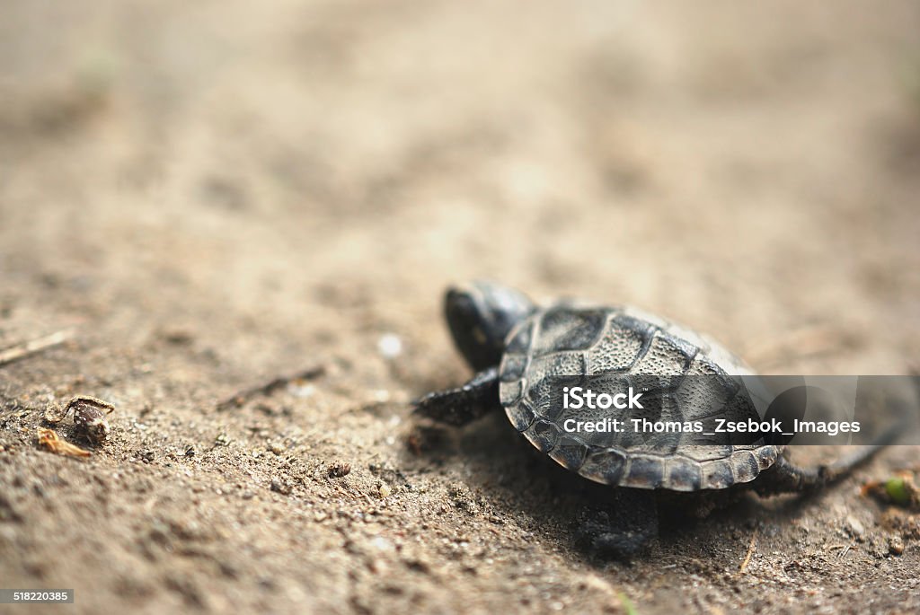 Baby Turtle Animal Stock Photo