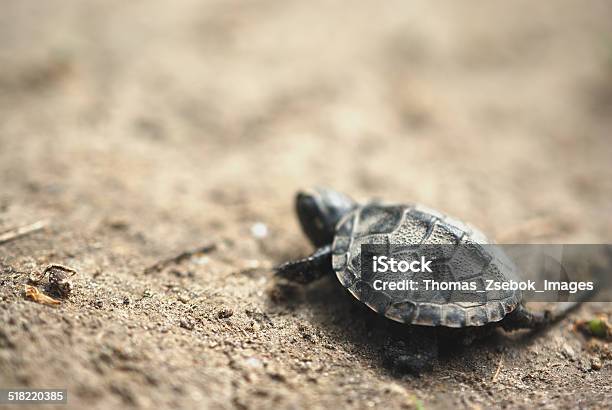 Baby Turtle Stock Photo - Download Image Now - Animal, Animal Wildlife, Animals In The Wild