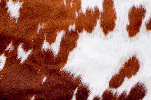Full frame background of a brown and white & cow hide.