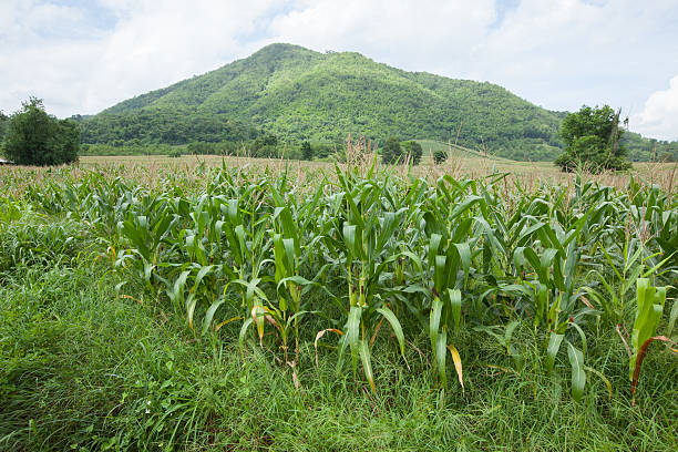 istock green field of corn growing up 518221837