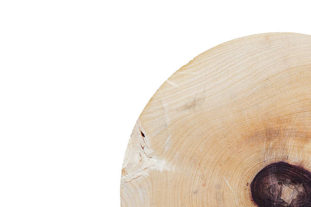 istock heartwood texture of cutted tree trunk on white background 518222037