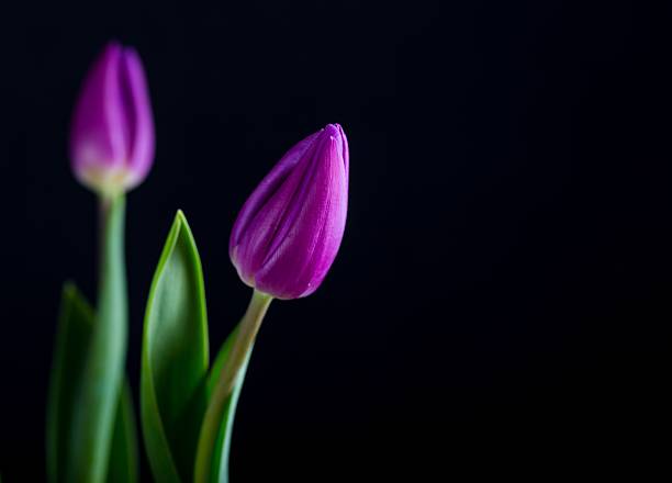 Beautiful tulip flowers isolated on black background. Natural Springtime flowers.