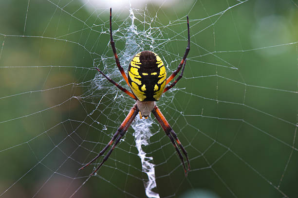 Yellow Garden Spider Argiope Aurantia Silk Web in Oregon Garden A Yellow Garden ( Argiope Aurantia ) Spider on its web in the State of Oregon. yellow spider stock pictures, royalty-free photos & images
