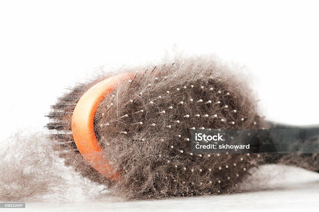 Dog Hair Dog grooming brush full of hair.  Hair is from a German Shepherd Dog. Animal Body Part Stock Photo