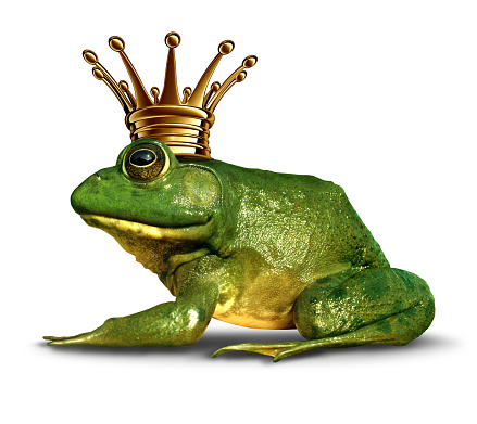 Frog prince side view concept with gold crown representing the fairy tale symbol of change and transformation from an amphibian to royalty.