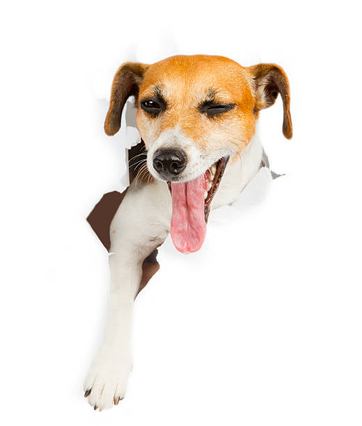 istock Beautiful dog and poster 518223165
