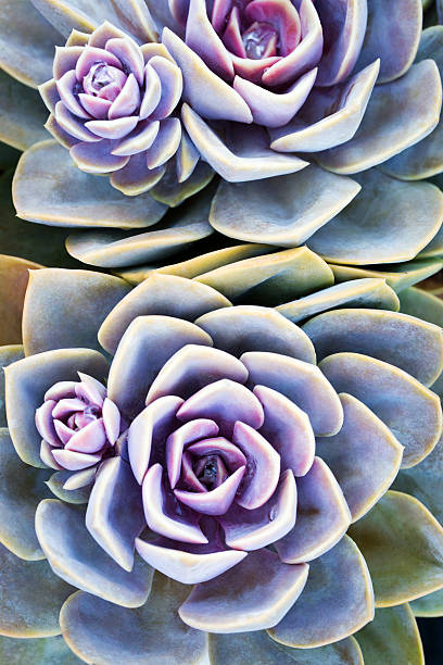 Succulent plant Succulent plant violet flower photos stock pictures, royalty-free photos & images