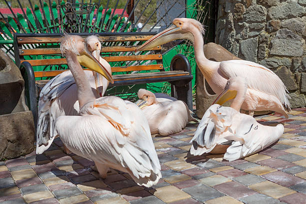 Różowy pelicans play – zdjęcie