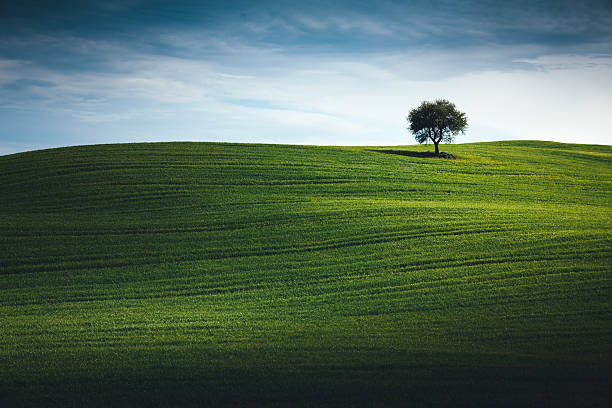 campo de trigo na toscana com árvore solitária - rolling hill field green - fotografias e filmes do acervo