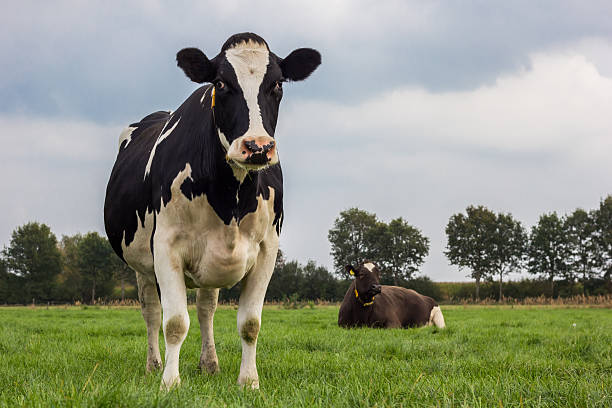istock Dutch black and white cow in a meadow 518223971