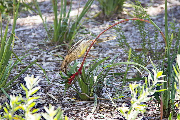 oiseau wattle rouge - native bird photos et images de collection