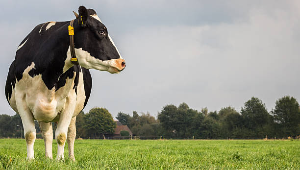 istock Dutch black and white cow in a meadow 518224589