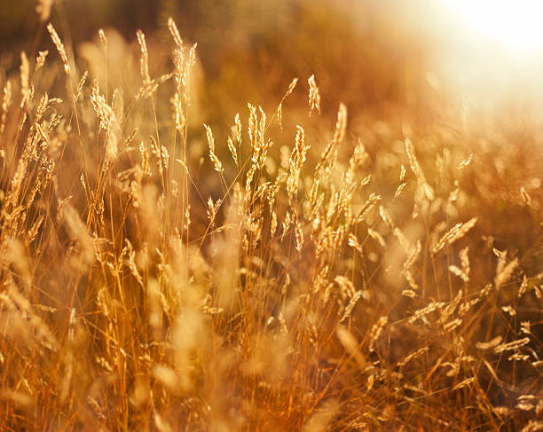 istock spikelets on the background of the sunset sky 518224911