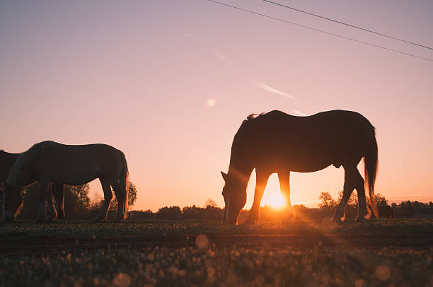 istock Horses grazing in a meadow 518225422