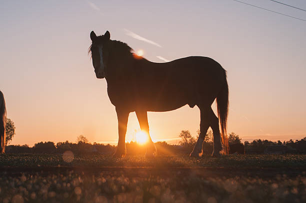 istock Horses grazing in a meadow 518225490