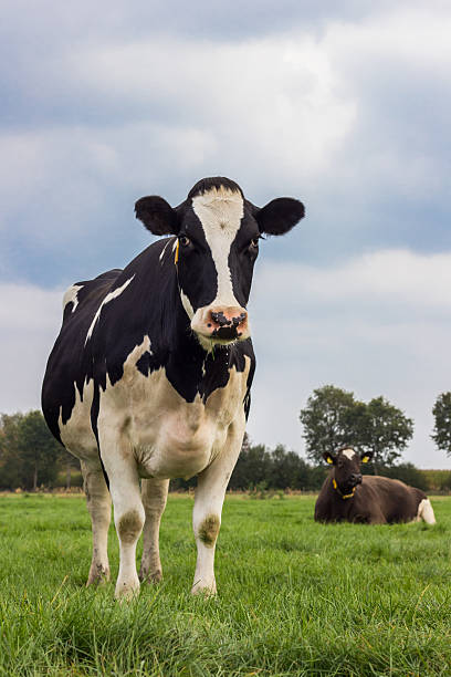 istock Dutch black and white cow in a meadow 518225707