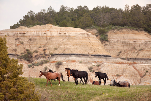 Wandering through the lush late May grasses, a herd of wild horses graze the badlands of Theodore Roosevelt National Park North Dakota. Some visitors refer to the horses as \