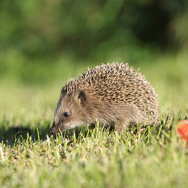 istock Little hedgehog looking at you 518225967