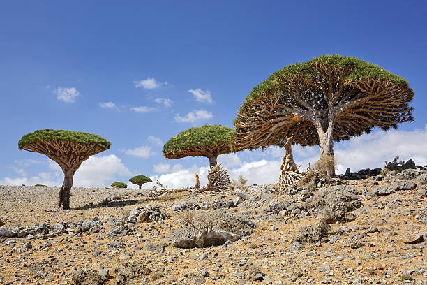 istock Dracaena cinnabari - endemic tree from Soqotra, Yemen 518226156