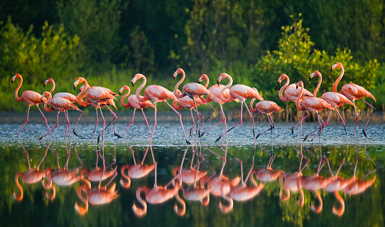 Grupo de la caribeña Flamingo parado en el agua con reflexión. photo