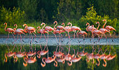 Group of the Caribbean flamingo standing in water with reflection.