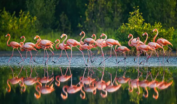 Group of the Caribbean flamingo standing in water with reflection. Cuba. Reserve Rio Maximа