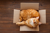 Ginger cat lies in box on wooden background.
