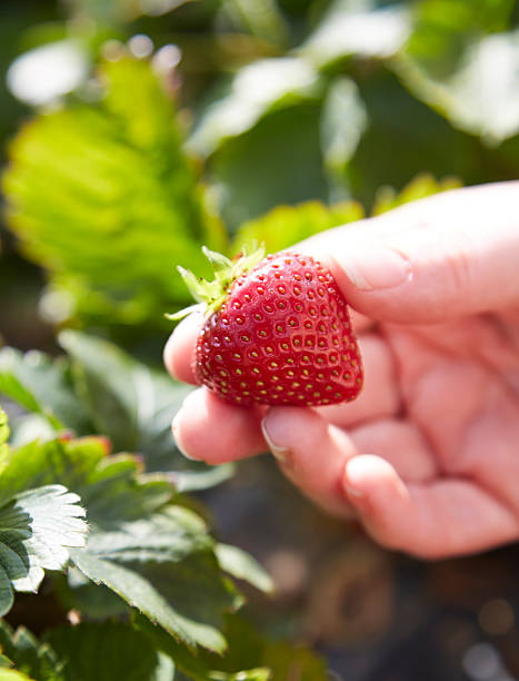 istock Female hand holding a strawberry in a field 518226571