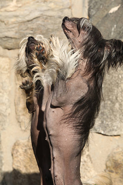 istock Nice Chinese Crested Dog in front of wall 518226621