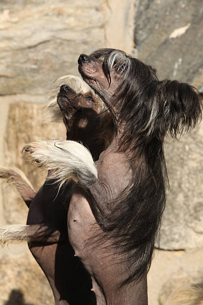 istock Nice Chinese Crested Dog in front of wall 518226623