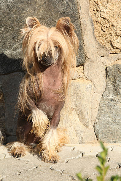 istock Fantastic Chinese Crested Dog in front of wall 518226625