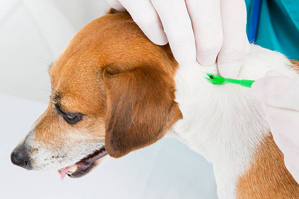 pest animal's skin Veterinarian parasite mite removes of the dog's skin lyme disease photos stock pictures, royalty-free photos & images