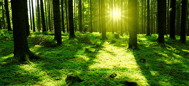 istock Sunlight in the green forest. 518227426