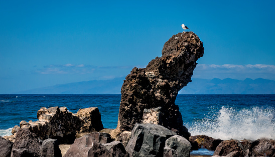 Seagull on the top of a rock in dramatic seascape and powerfull rocks