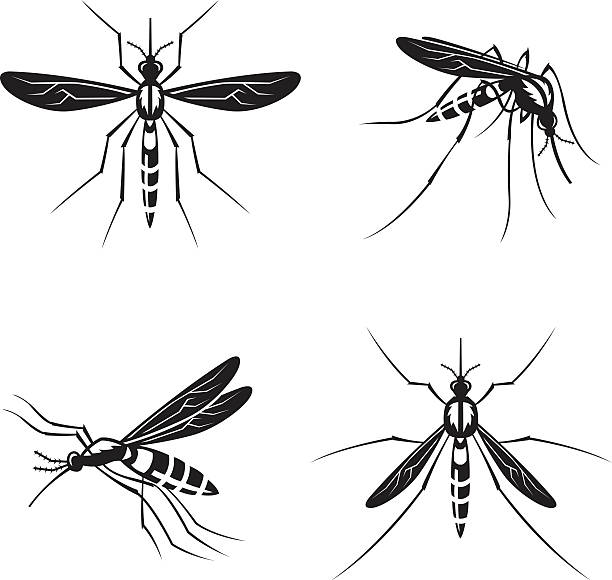 set of mosquito monochrome collection of four mosquito with stinger bloody nose stock illustrations