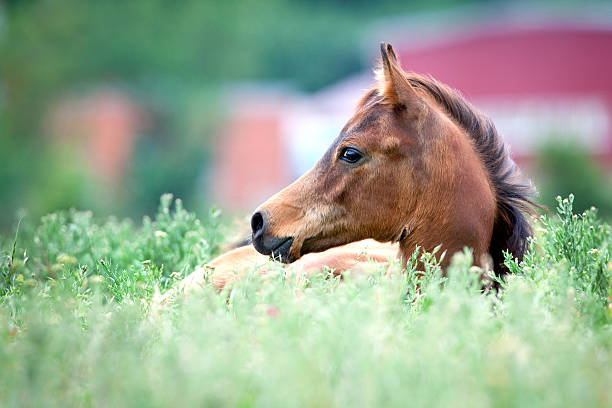 Arabian bay foal lying in field in a grass in summer