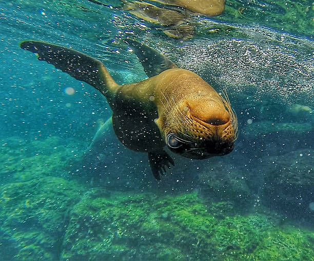 istock Galapagos Sea Lion 518228048