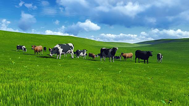 istock Herd of cows on a pasture 518228956
