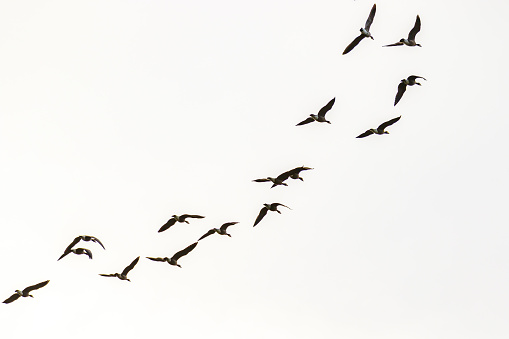 A flock of canada geese flying in the sky.