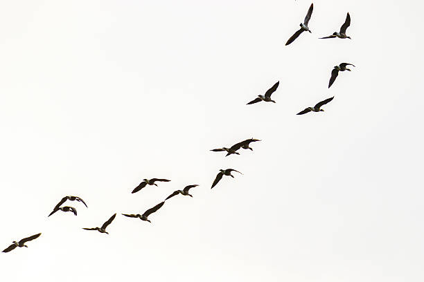 Canada Geese Flying A flock of canada geese flying in the sky. canada goose photos stock pictures, royalty-free photos & images