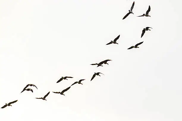 A flock of canada geese flying in the sky.