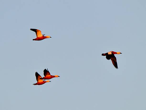 Ruddy Shelduck Flock at Sunrise
