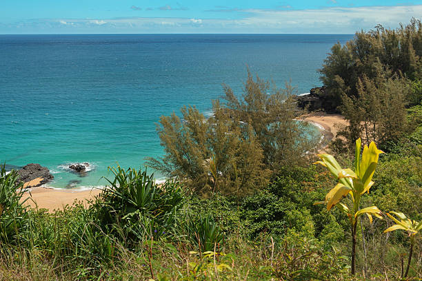 kahalahala praia - kauai tropical climate green travel destinations imagens e fotografias de stock