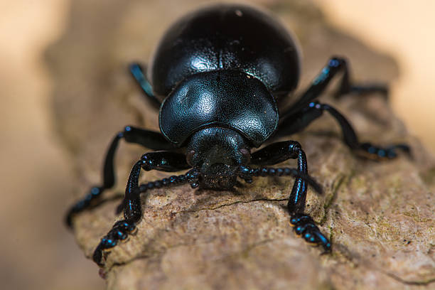 istock Bloody-nosed beetle (Timarcha tenebricosa) head on 518233838