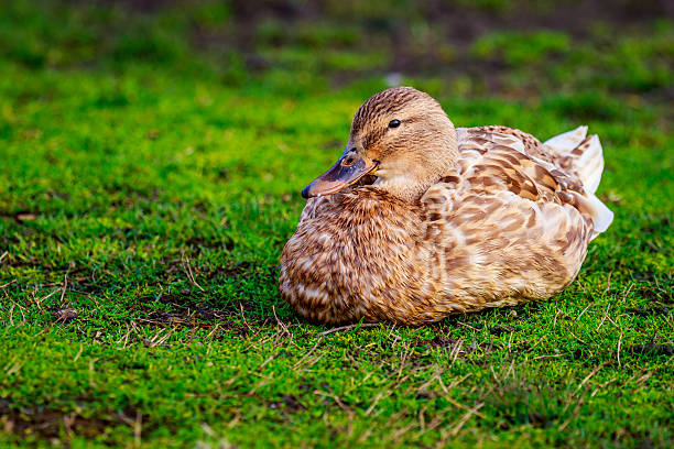 istock Female Mallard Duck 518234198